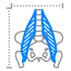 Muscle size and quality psoas